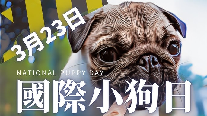 國際小狗日 3月23日 National Puppy Day 概念示意