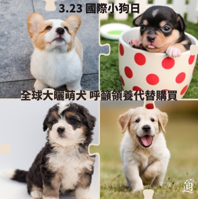 國際小狗日 提醒領養與動物福利